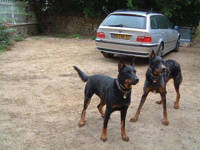 Birmane De Montclea (3)